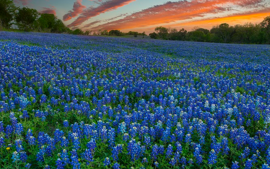 Letter from the President of our&nbsp;HOA